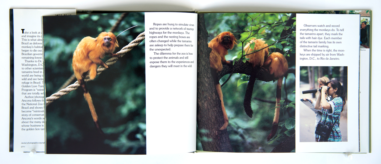 TheGoldenLionMonkey_spread2